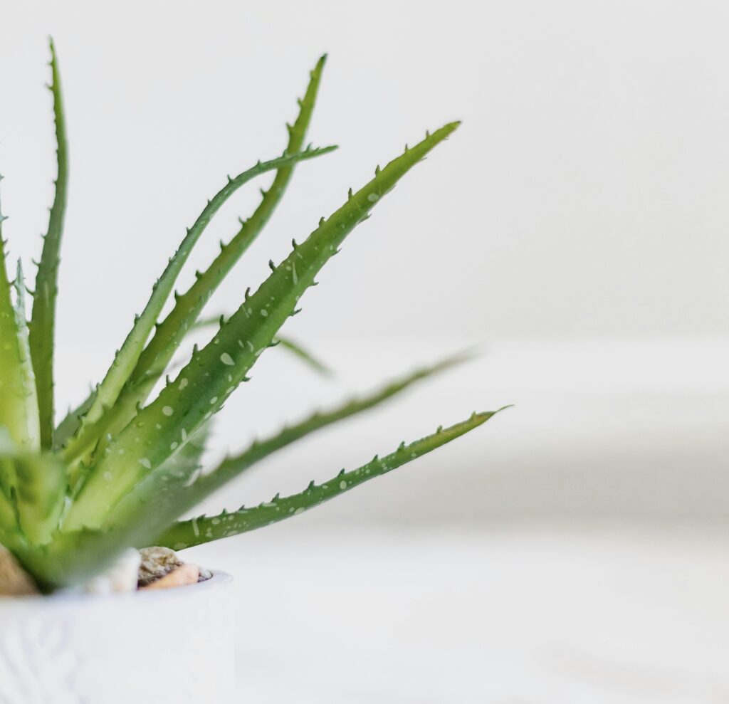 Aloe Vera Pflanze mit fleischigen grünen Blättern